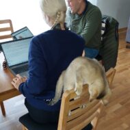 Kodulehtede tegemine. Milos reklaam. Art Media.